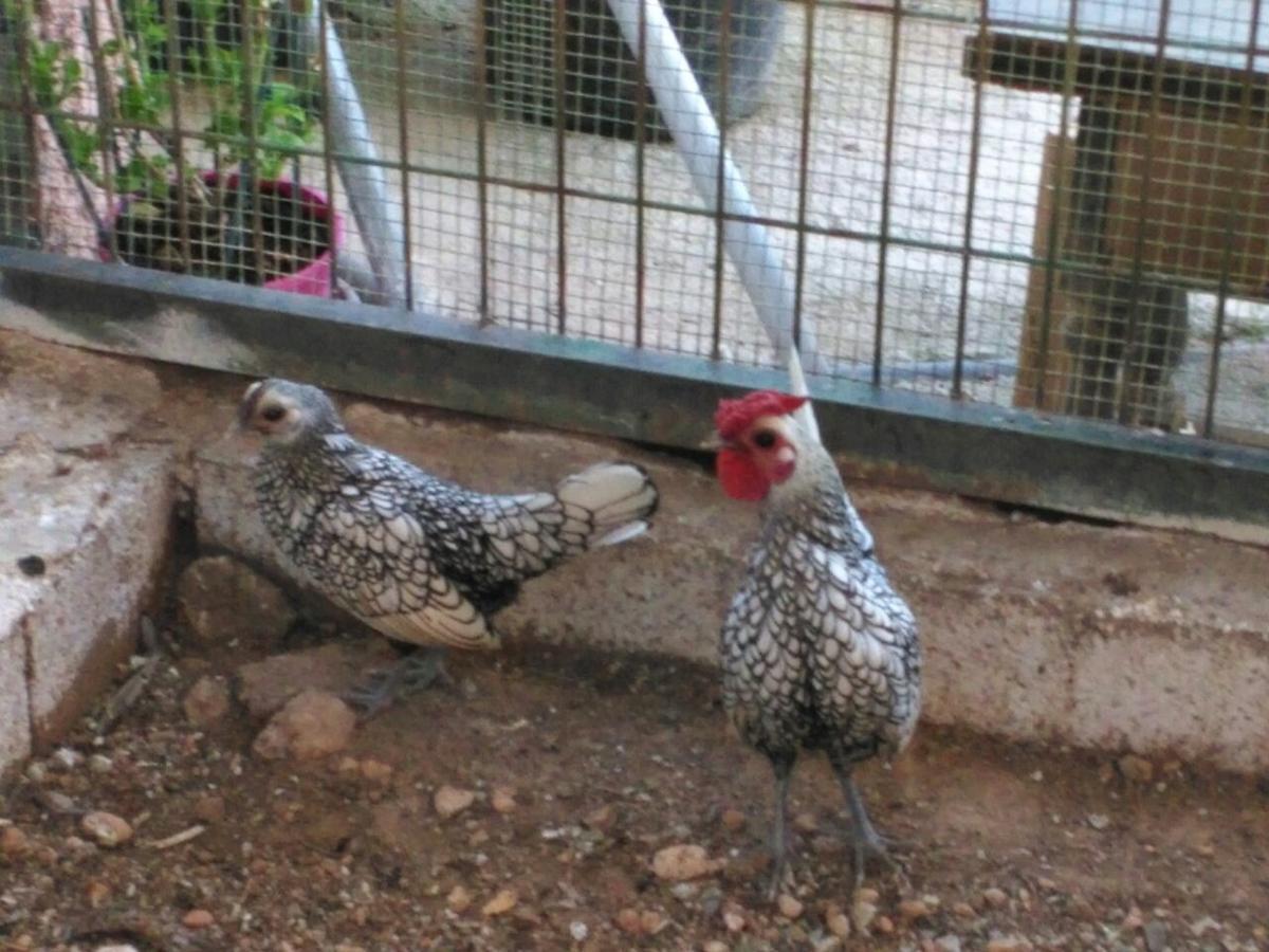Alojamientos Rurales La Loma Pozo Alcón Εξωτερικό φωτογραφία